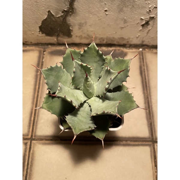 Agave 龍舌蘭 姬怒雷神 楊貴妃無錦斑 多肉植物 多刺霸氣