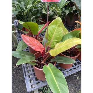 《花果山🐒》 -- 入門款「彩虹帝王蔓綠絨」6寸盆 / 觀葉植物、室內植物、雨林植物