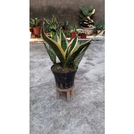 金邊虎尾蘭(5吋盆)/淨化空氣植物/室內植物/觀葉植物/避邪植物