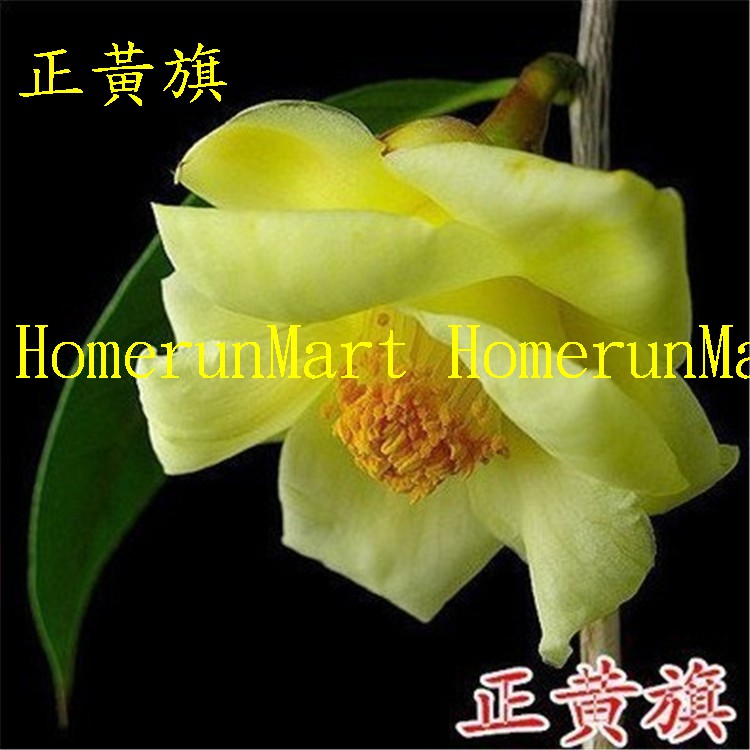 Ztj正黃旗茶花種子3粒正黃旗山茶花六面錦十八學士火龍珠粉東洋茶花鶴翎紅赤丹甘貝爾玉玲瓏茶花種子
