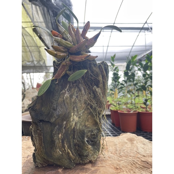 《秀水茶園》黃金石斛蘭(Dendrobium aggregatum)，原木基座