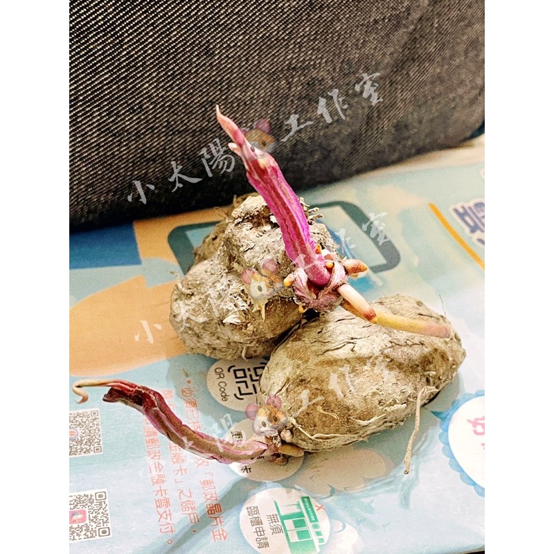 🎉原生種紫山藥.口感綿密🎉水果秋葵種子.可盆栽種植蔬菜❤️大秋葵淺綠鮮嫩品種🌱營養美味🌿紫山藥苗紫山藥種子黃秋葵綠白秋葵