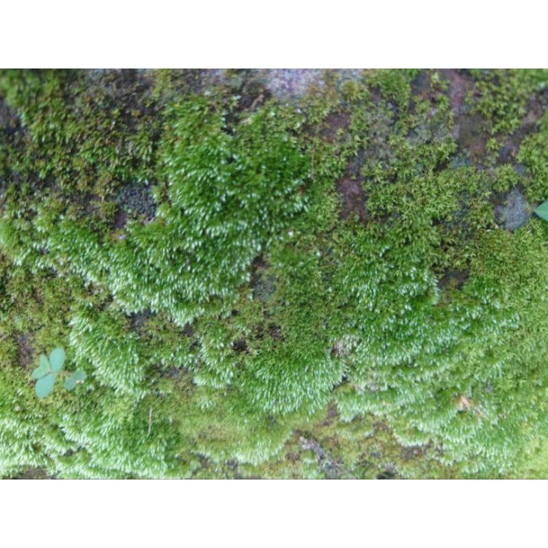 阿馨水草屋 水草造景 白髮苔癬現綁8 8不鏽鋼鐵片 出貨時水上葉 蝦皮購物