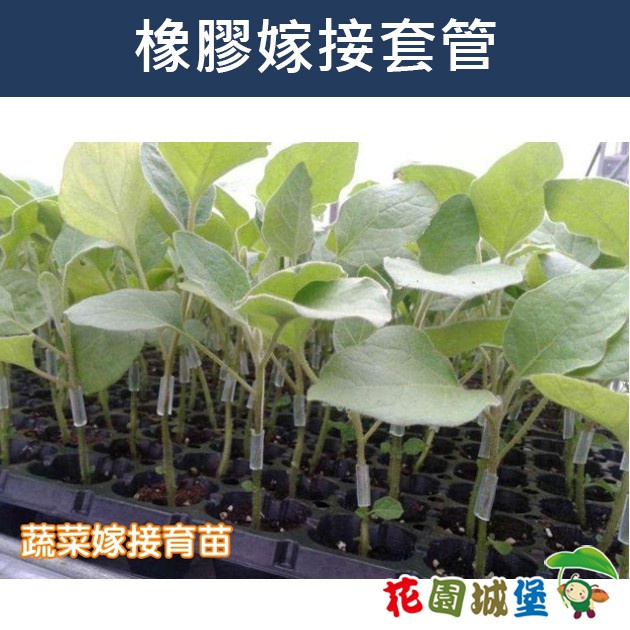 現貨-橡膠嫁接套管 茄科 蔬菜 嫁接 雞腸 橡膠套管-長300cm 性佳 癒合後自然脫落 西瓜 現貨【花園城堡】