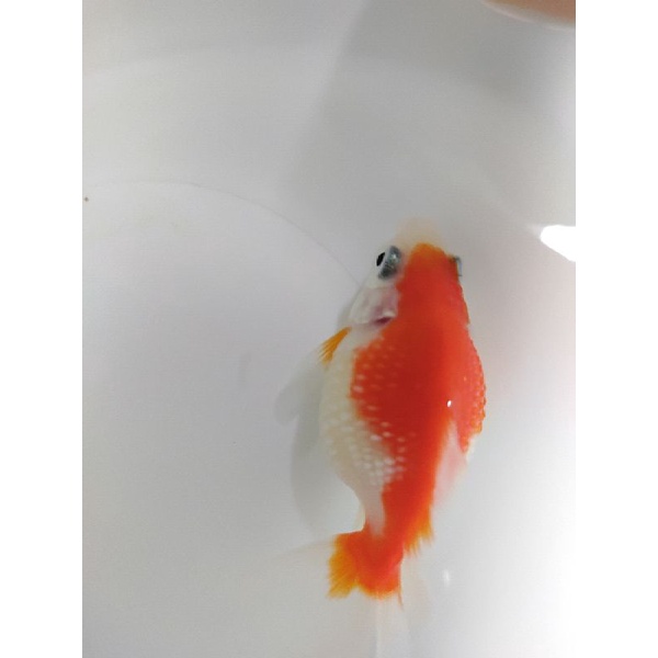峰哥水族 朱麟金魚水族觀賞魚魚缸高級飼料 蝦皮購物