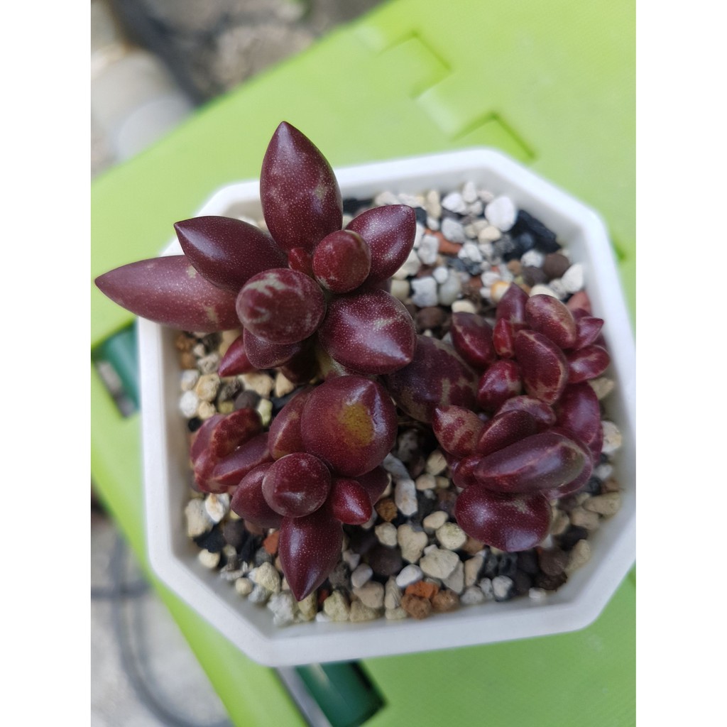 赤水玉天章 拍賣 評價與ptt熱推商品 21年4月 飛比價格