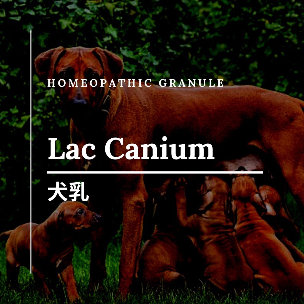 順勢糖球【犬乳／Lac Canium】書寫錯誤、絕望、無價值感、哺乳期滋養Homeopathy 順勢