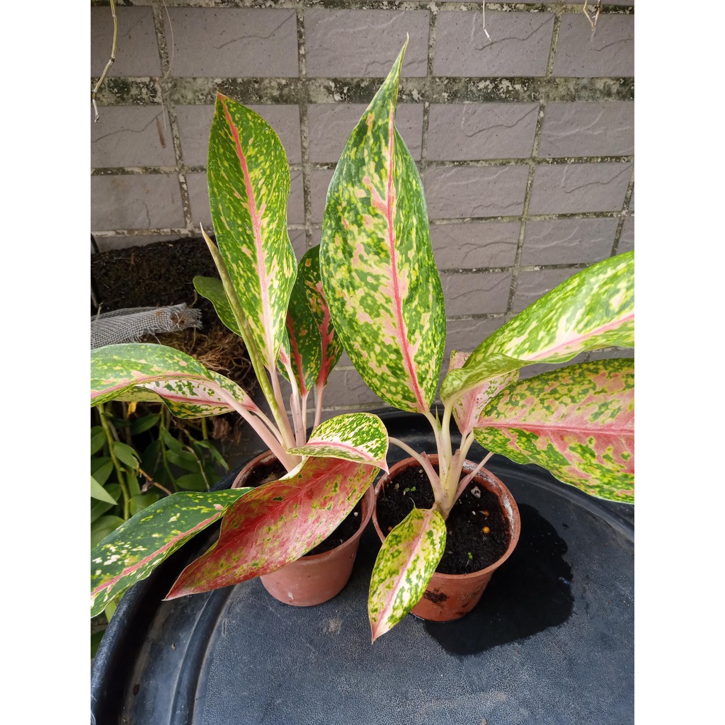 室內觀葉植物 彩雲粗肋草 耐陰性 好養 淨化空氣 新手推薦 Lady Grey多肉 雜貨小舖 蝦皮購物