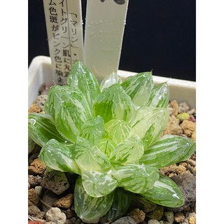 ブリーチ 優惠推薦 21年7月 蝦皮購物台灣