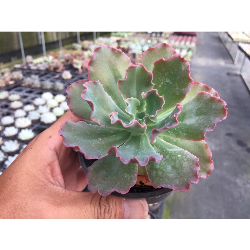 ［肉閣］多肉植物 藍弧 一物ㄧ拍