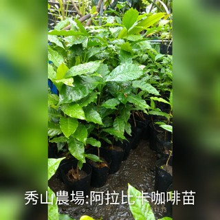 秀山農場:阿拉比卡咖啡苗~(樹#202-2)~