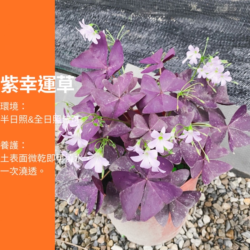 5吋 紫色幸運草 酢漿草 幸運草 蝴蝶 綠植 植物 樹 ig 網紅 觀葉植物 網紅植物