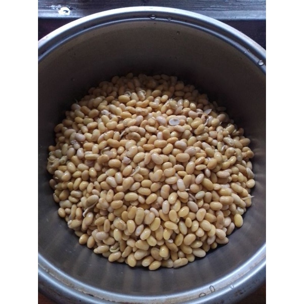 新鮮發芽黃豆（可製豆漿，冷藏運送）