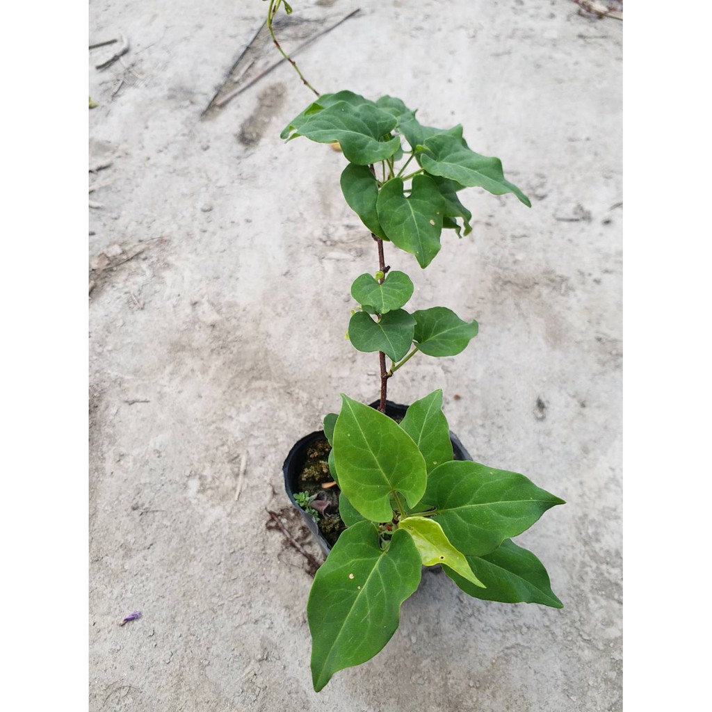 四季春園藝 何首烏盆栽盆苗 蝦皮購物