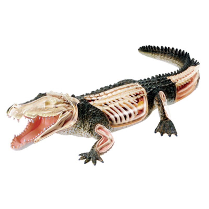 4D MASTER益智拼裝玩具模擬動物生物鱷魚器官解剖醫學用教學模型