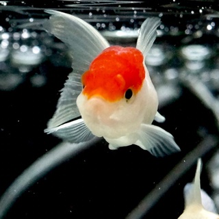 金魚 優惠推薦 23年1月 蝦皮購物台灣