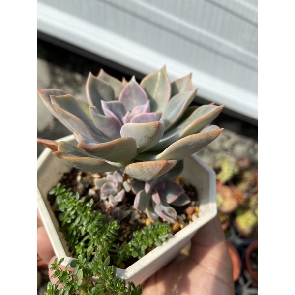 519uncle 多肉植物 初戀小老欉 多肉進口組盆療癒植物519大叔的多肉園 蝦皮購物