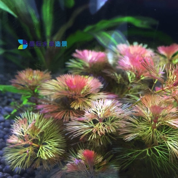 墨耘水草 紅菊 水中葉 3株 元耐熱不需co2 後景紅色陰性草新手級水族 蝦皮購物