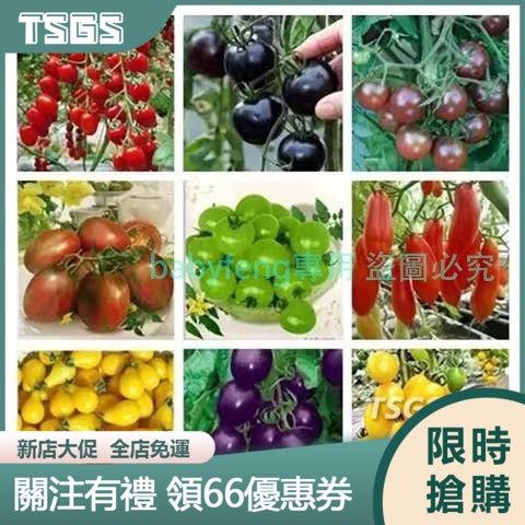 【TSGS】四季小番茄種子 櫻桃番茄種子 聖女果種子 蔬菜水果種子 西紅柿種子