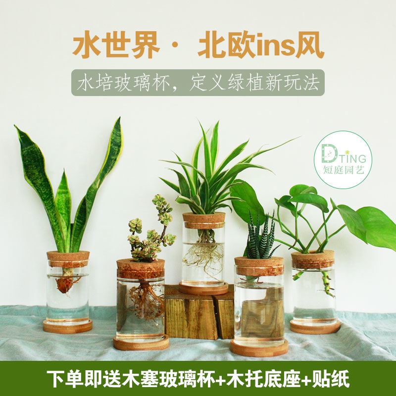 台灣熱銷 水培植物綠蘿辦公室內四季好養花虎皮蘭綠植多肉小盆栽北歐ins風 蝦皮購物