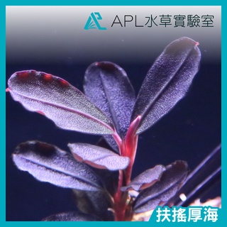 APL水草實驗室 - 扶搖厚海 稀有 辣椒榕 神秘草 水中葉