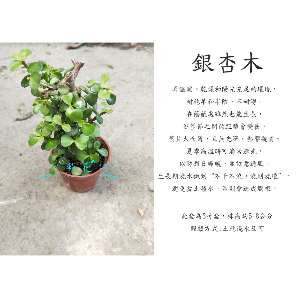 心栽花坊-銀杏木/樹馬齒莧/馬齒莧樹/3吋/綠化植物/綠籬植物/觀葉植物/售價50特價40