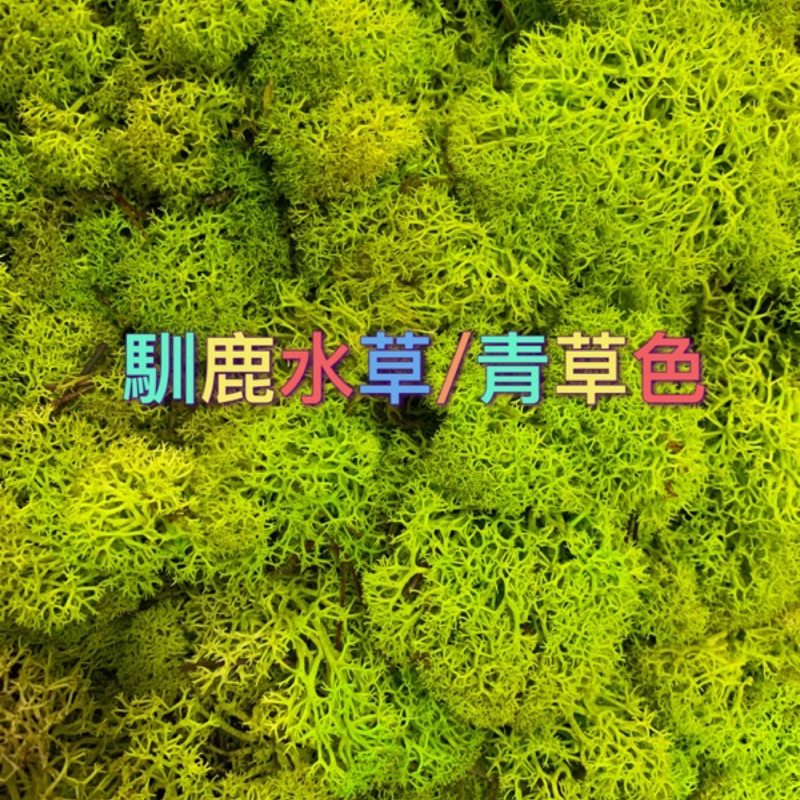 馴鹿水草水苔moss草北歐挪威馴鹿水草保鮮花鋪底用苔草園藝佈置微景觀 蝦皮購物