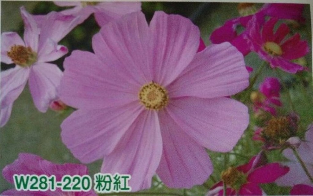 大波斯菊 "粉紅色" 【花海種子】大波斯菊種子 花海大波斯菊種子 每包1公斤裝 保證當季進口種子 發芽率高