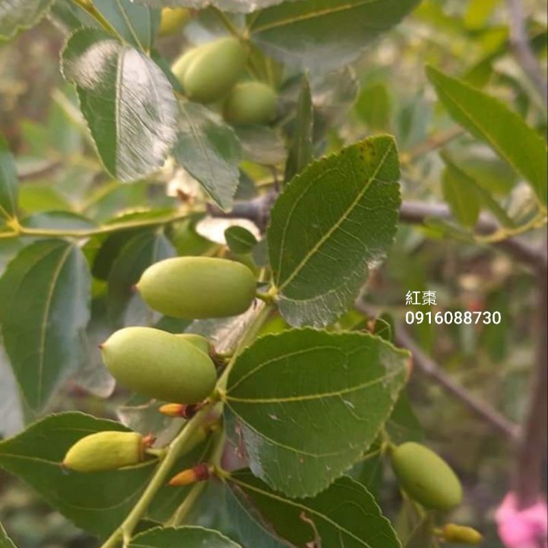 《頂上花藝》紅棗苗植栽/ 可鮮食或烘烤/ 健康美味/ 蔬果類水果樹