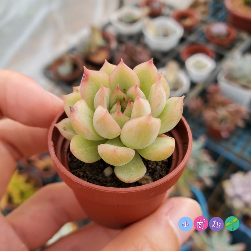 最大 オフ 多肉植物 花月夜錦 希少小苗 訳あり Cheuzeville Net