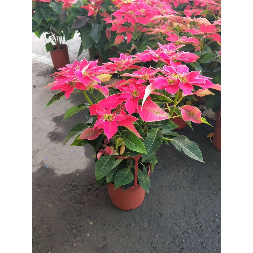 彩綠花果園 季節花卉 四季桃喜聖誕紅 5 6吋盆 建議郵局 蝦皮購物
