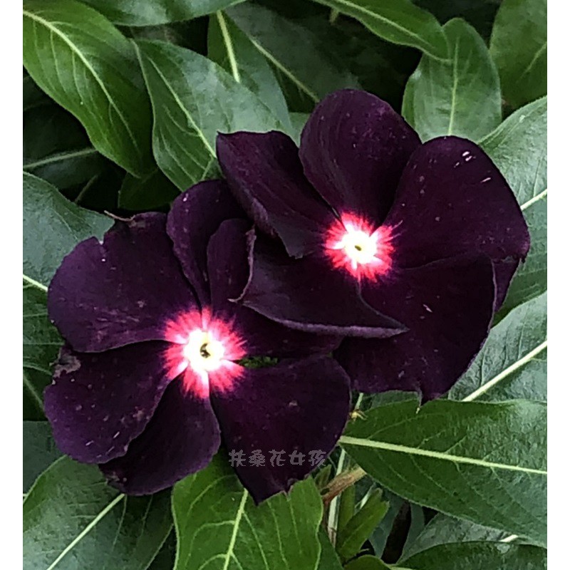 買一送一 扶桑花女孩 日日春種子夏の架け橋 黑色日日春 紫黑色 蝦皮購物