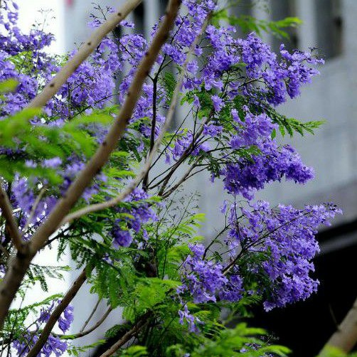 藍花楹 4吋盆 高35公分 徑粗 漂亮 易養 花期長 蝦皮購物