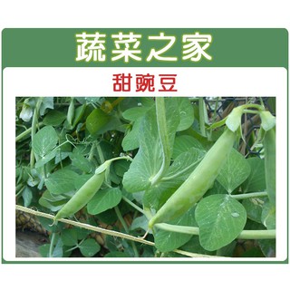 【蔬菜之家滿額免運】大包裝E03.甜豌豆 (嫩豆)種子350克(約1600顆)
