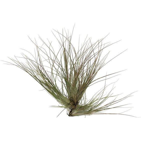 【藍星】空氣鳳梨 查托 Tillandsia chaetophylla