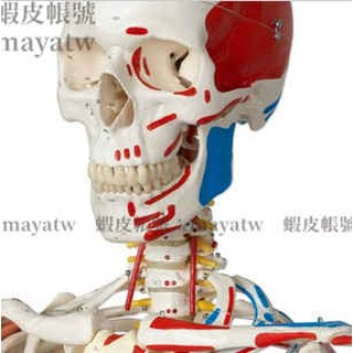 (MD-B_0521)人體骨骼模型 170公分高健康彩色編碼立式鐵座 人體骨架 人骨