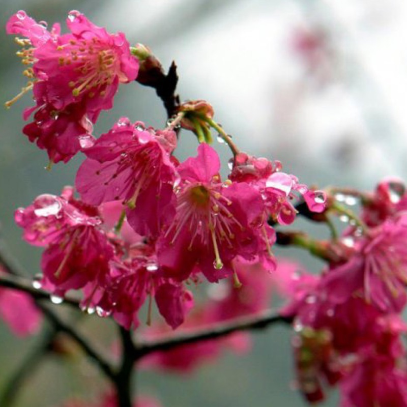 櫻花種子山櫻花種子緋寒櫻山櫻花花卉種子 農產種子郵購讚 蝦皮購物
