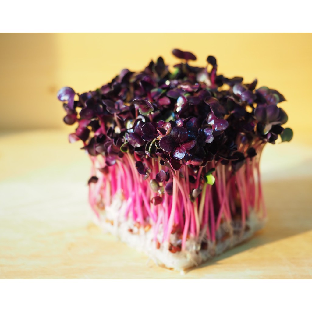 深紫蘿蔔苗 Radish Microgreens 擺盤 沙拉 西餐 日本料理 盤飾 芽苗 大盒