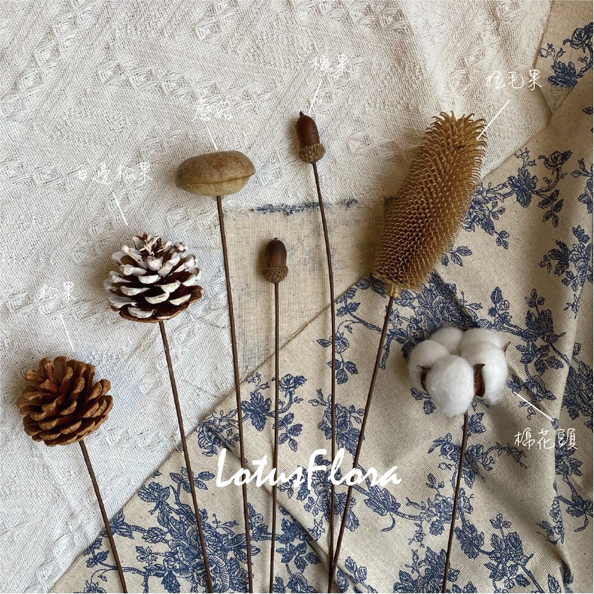 LotusFlora 棉花頭 松果擺件 冷淡風乾燥花擺件 居家裝飾