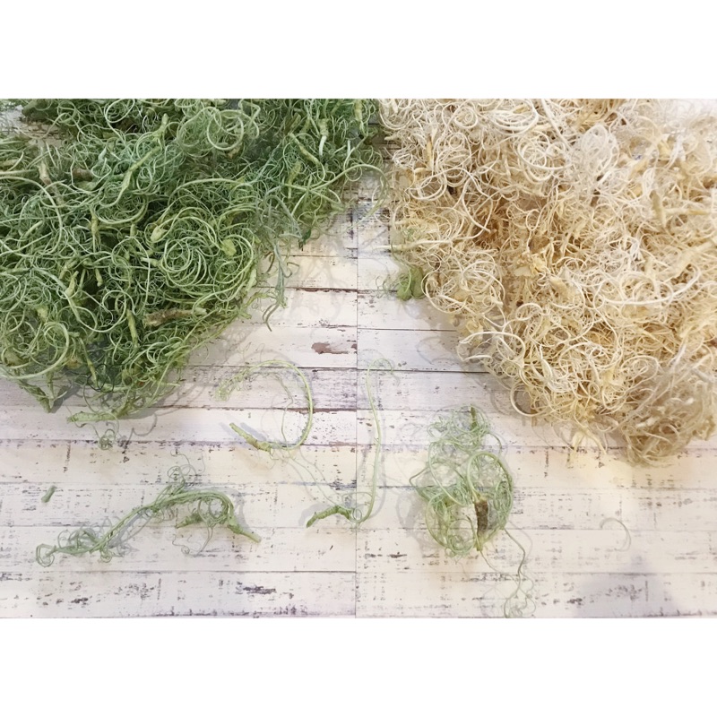 苔蘚乾燥花的價格推薦 21年9月 比價比個夠biggo