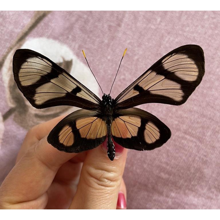 蝴蝶標本的價格推薦第18 頁 21年6月 比價比個夠biggo