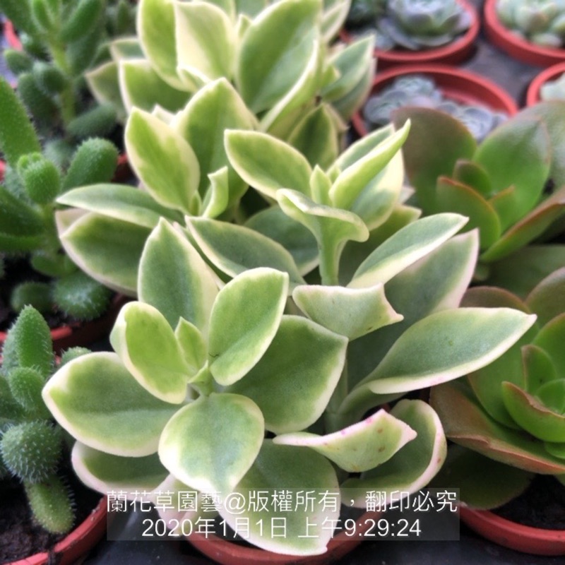 1吋迷你盆 心葉冰花錦 太陽玫瑰 花蔓草 番杏科多肉植物 蘭花草園藝 蝦皮購物