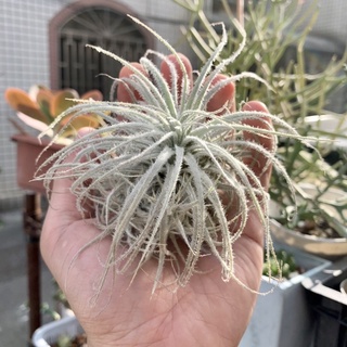 【小玩植】空氣鳳梨 🌿雞毛撢子(厄瓜多) Tillandsia tectorum Ecuador，雞毛撢子(厄瓜多)