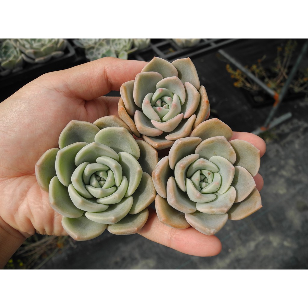 朧月多肉 拍賣 評價與ptt熱推商品 21年4月 飛比價格