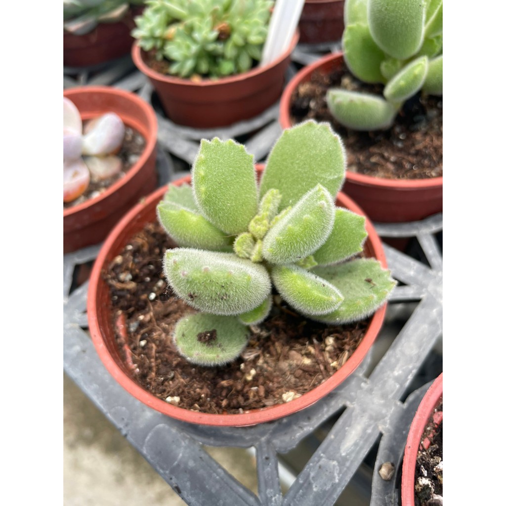 彩綠花果園 多肉植物 熊童子 熊掌 3吋盆 高約3 5cm 蝦皮購物