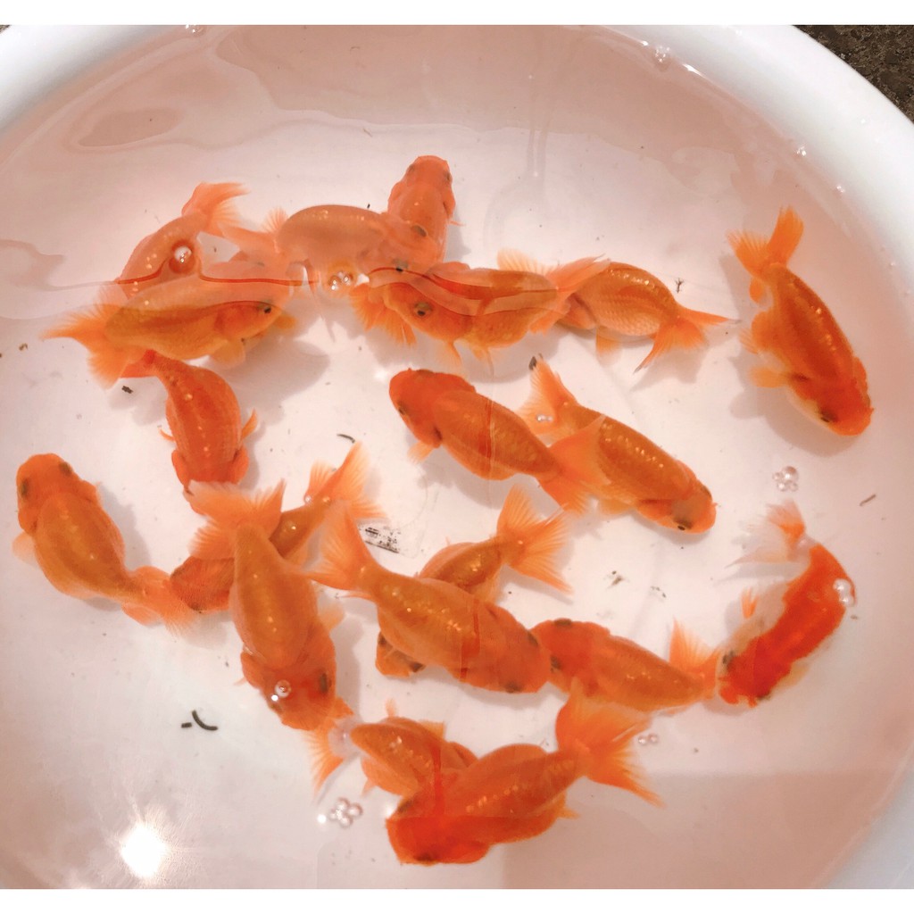 金魚蘭壽7cm 全紅壽紅白壽茶金壽 蝦皮購物