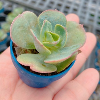 第28頁仙人掌多肉植物的價格推薦 21年7月 比價撿便宜