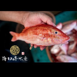 澎湖秋姑魚-那裏買最便宜與商品比價-2021年11月飛比價格
