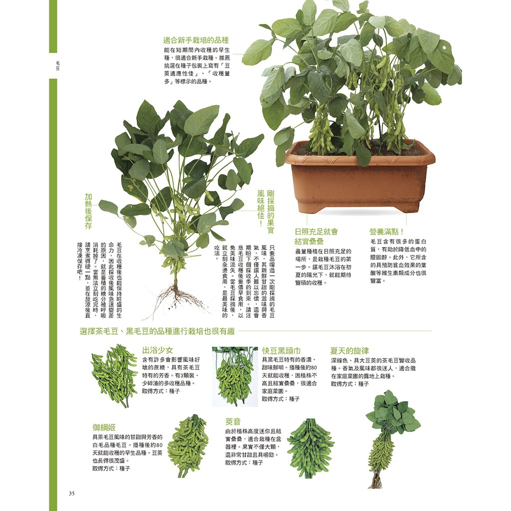 噴泉 自種 自摘 自然食在陽臺盆栽小菜園 蝦皮購物