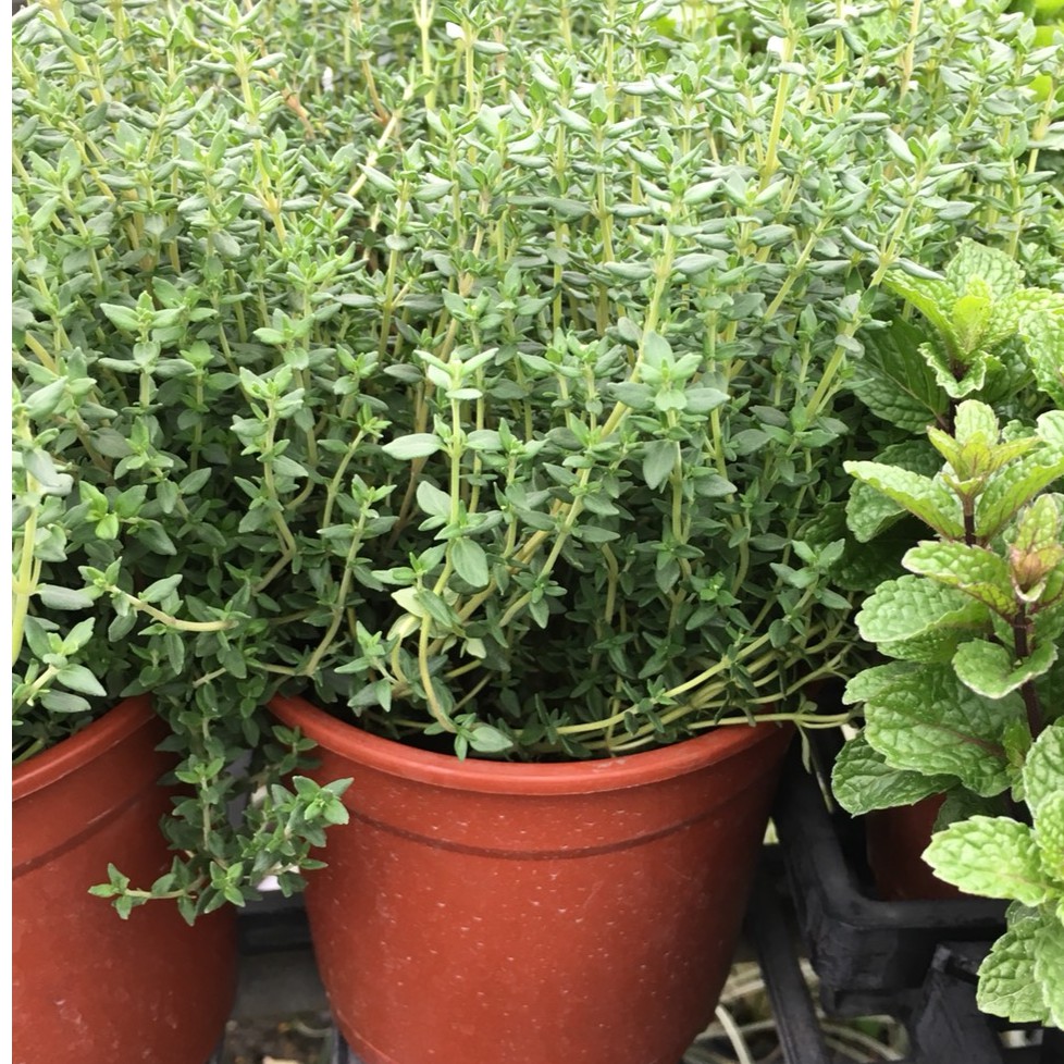 一禪種苗園 香草植物 麝香百里香 5吋盆 蝦皮購物